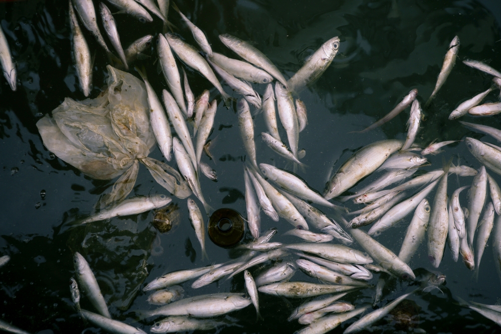 Peixes mortos na água do mar poluída, contaminação